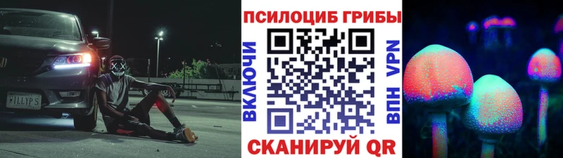 Купить  Аркадак  Псилоцибиновые грибы Cubensis 